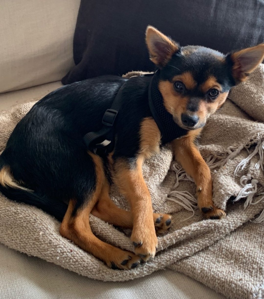 best of dylan o'brien on Twitter "dylan o'brien's dog is just the