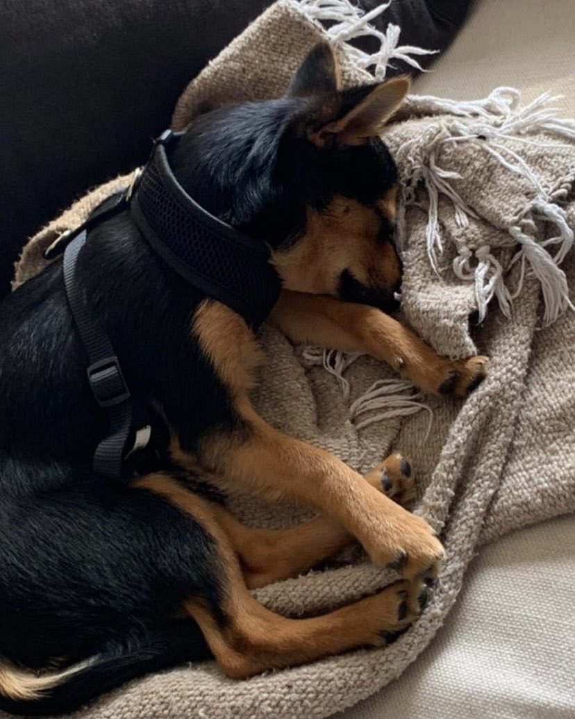 best of dylan o'brien on Twitter "dylan o'brien's dog is just the