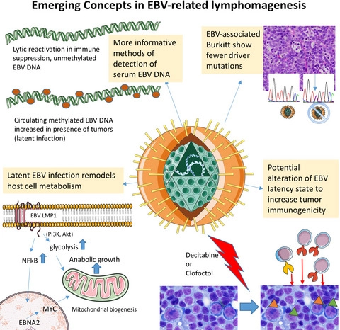 Ever wonder what EBV is up to besides EBER? Please check out our review lead by <a href="/AbabnehEmad/">Emad Ababneh</a> on EBV's effect on host cell metabolism, microenvironment and tumor mutational burden! Also highlighting advances from <a href="/JHUPath/">Johns Hopkins Pathology</a>,  <a href="/ecesarman/">Ethel Cesarman</a> &amp; <a href="/BenGewurz/">Ben Gewurz</a> lab! onlinelibrary.wiley.com/doi/10.1111/hi…