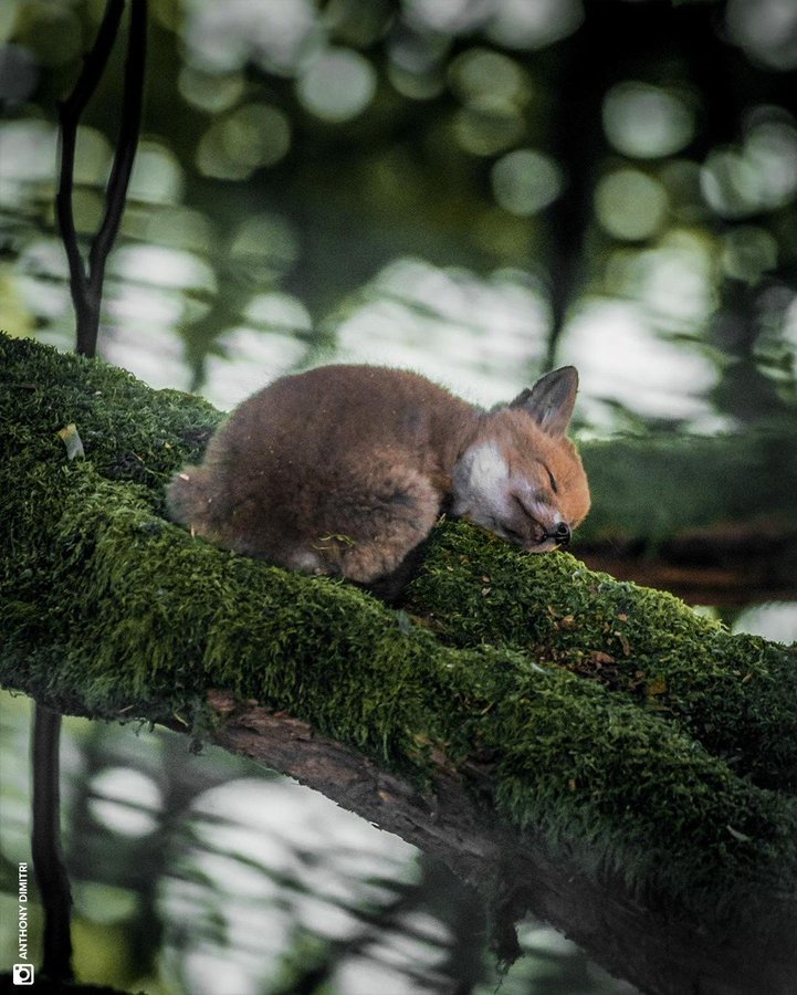 LMPositif's tweet photo. 🌜 🦊Un renardeau endormi sur un tronc d'arbre de la forêt des Vosges. Très bonne soirée à tous ! 💛

📸 Anthony Dimitri https://t.co/M5didaykpo