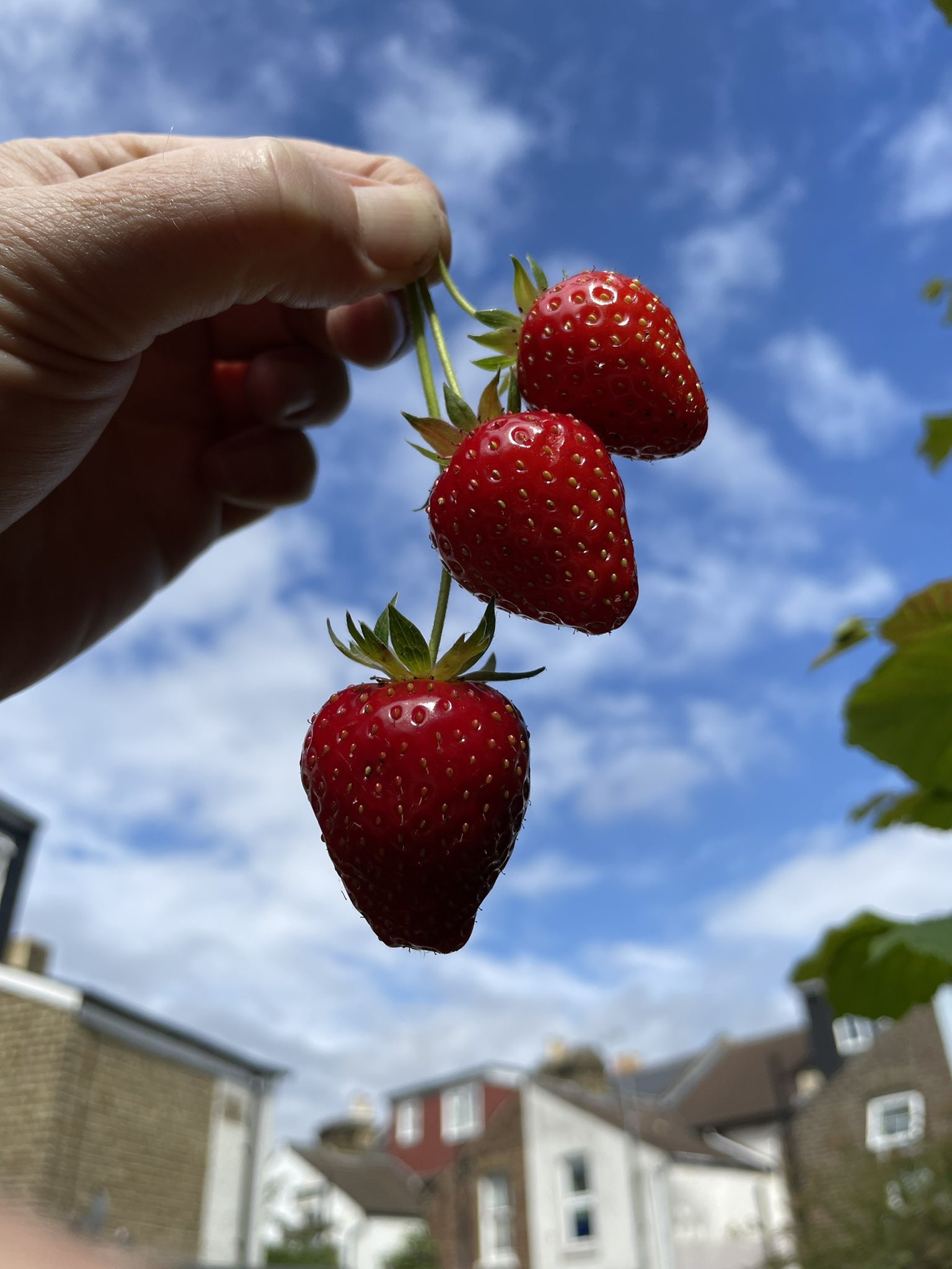Alastair Robert McKinlay (he/him) on Twitter "Strawberry Sundays.. ☀️🌈