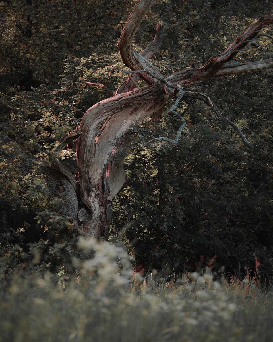 'Inferno' from Bunker's Hill Woods, Stourbridge

#landscapephotography #uknature #ukshooters #stourbridge #westmidlandsphotographer #NaturePhotography #treesofnature #yourtrees #unlimitedbritain