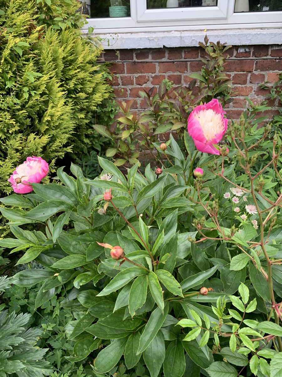 Peonies are so beautiful . I don’t care I only have them for a few weeks of the year. They are worth waiting for . #peonyheaven #bowlofbeauty #lovemygarden