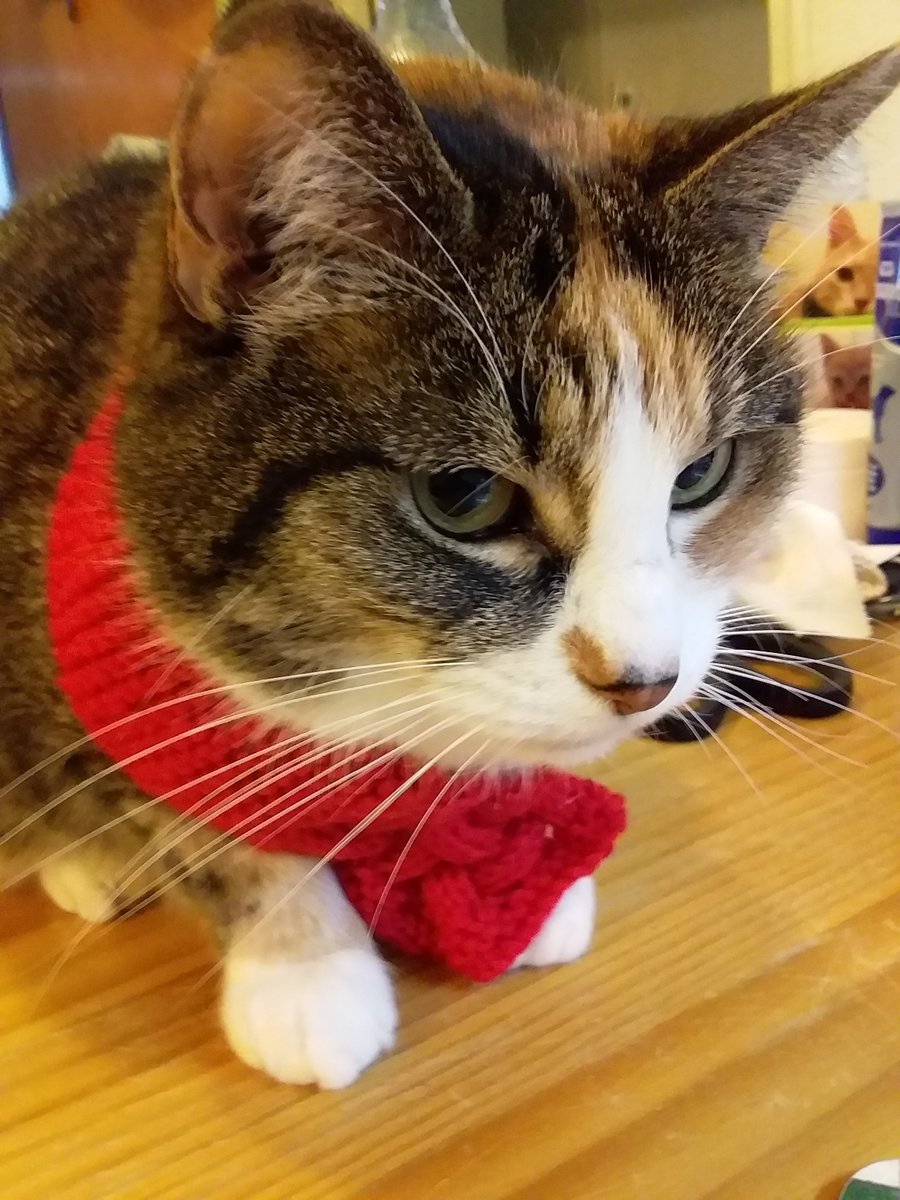 Here is Ruby in her ruby-red celtic scarf 😍 from @frisky9 , thank you 💛💖 with thedonation for @theAleppoCatman