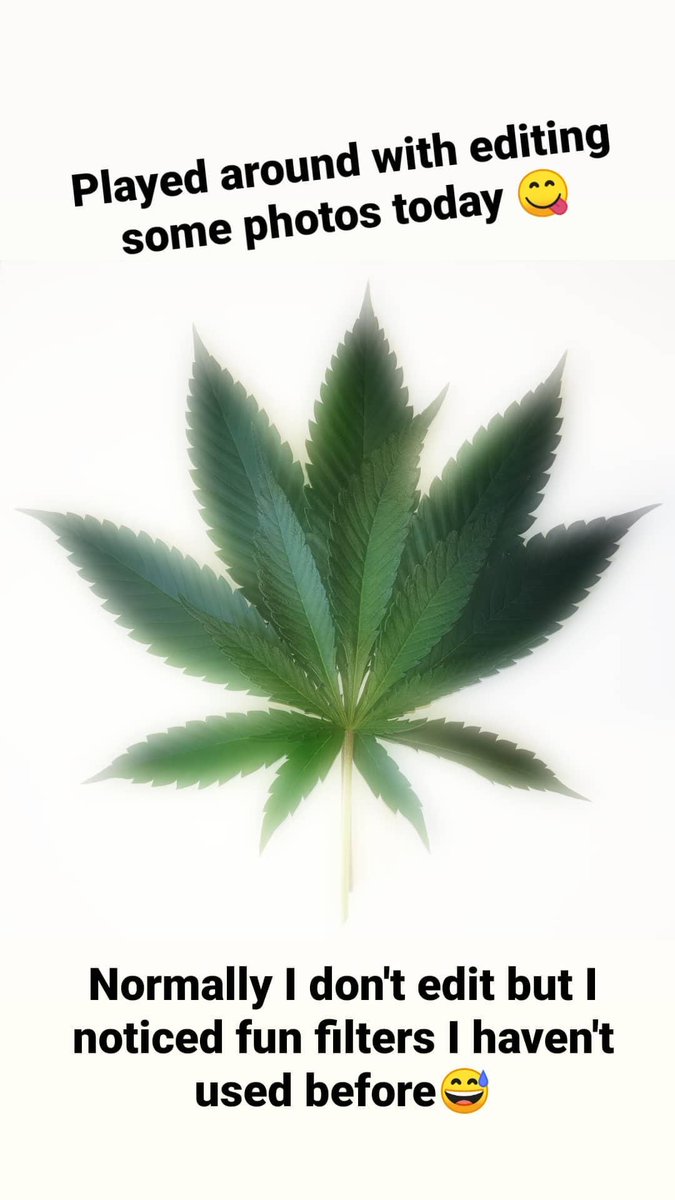 HonieeBean's tweet image. #cannabis #funedits #cannabiscommunity 🌱🥰