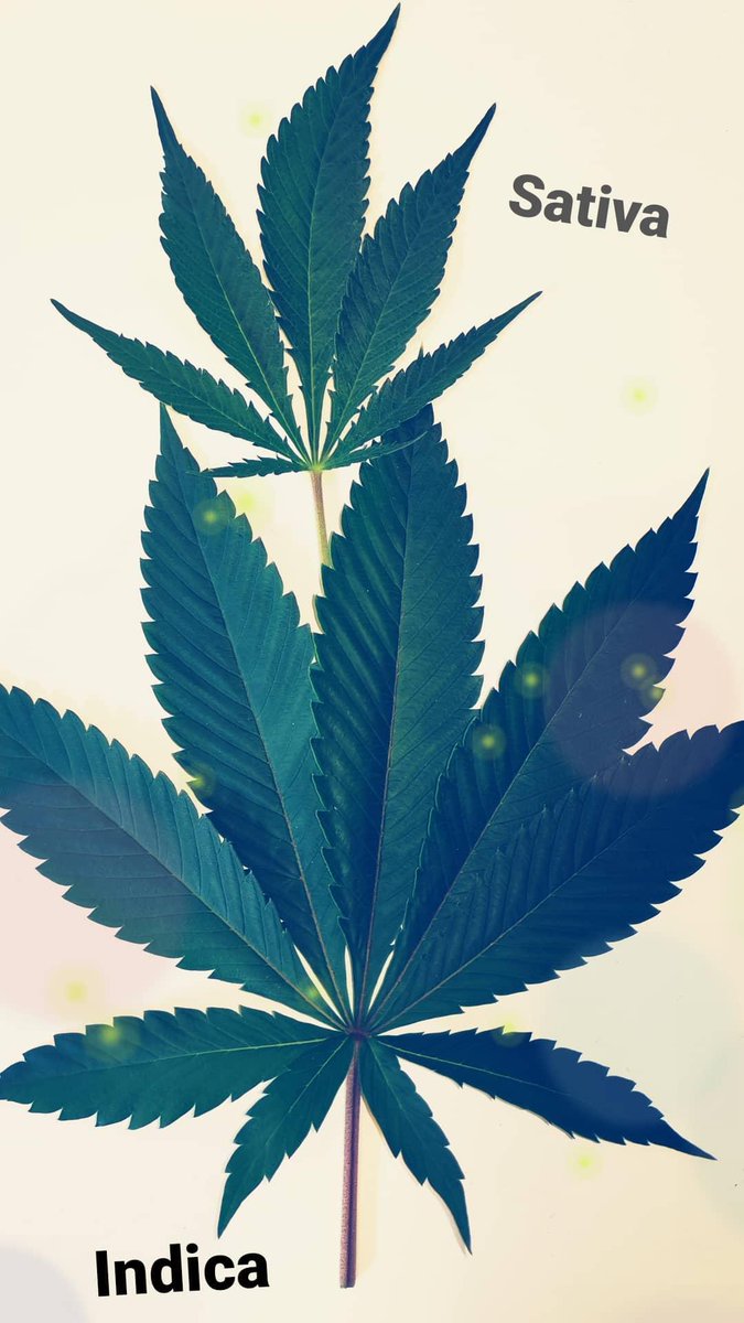 HonieeBean's tweet image. #cannabis #funedits #cannabiscommunity 🌱🥰