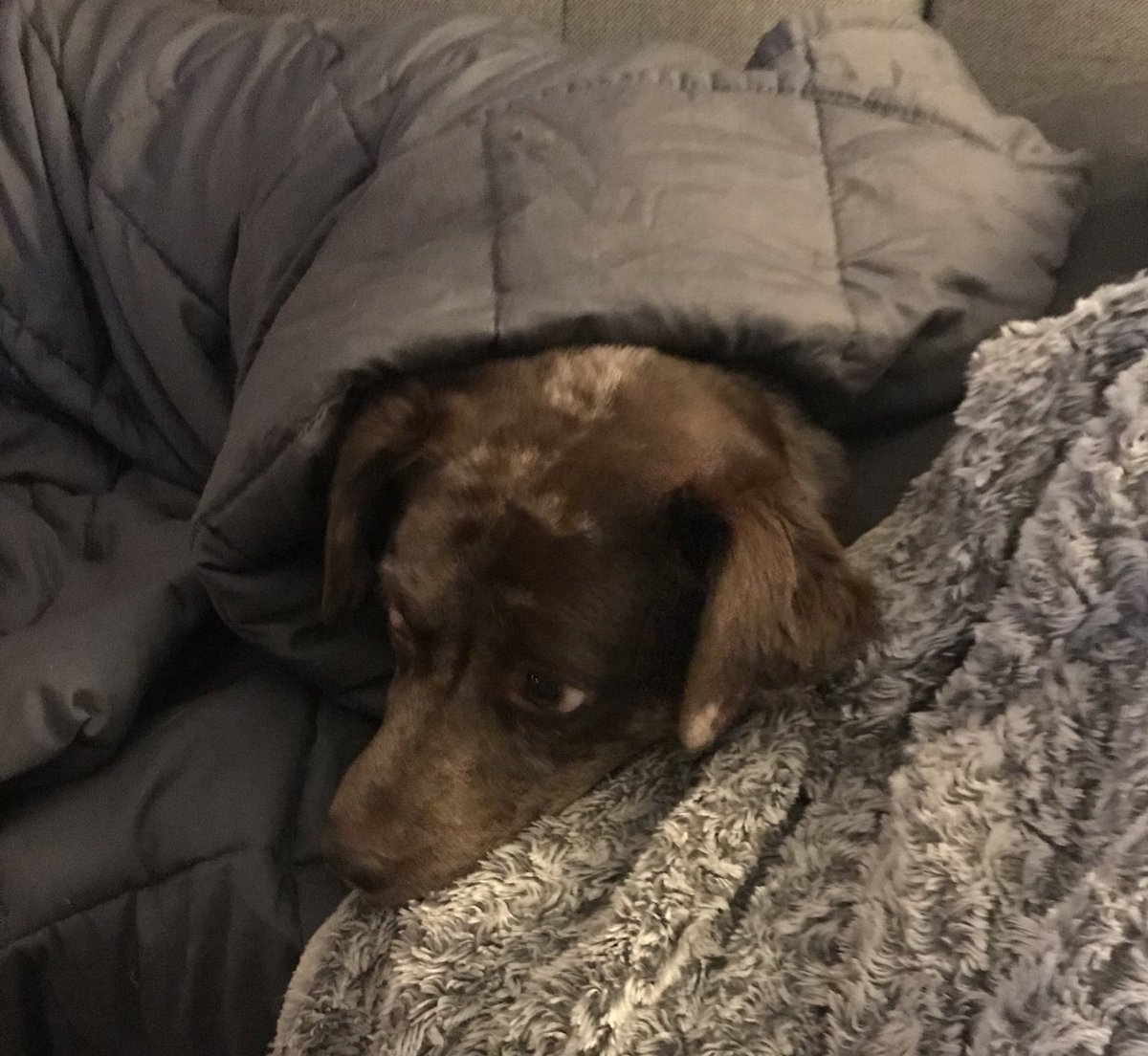dvwetherell's tweet photo. Fireworks suck, but at least they provide a good excuse to watch king of the hill full volume while feeding the dog child beggin strips... https://t.co/EuaD21hsfH