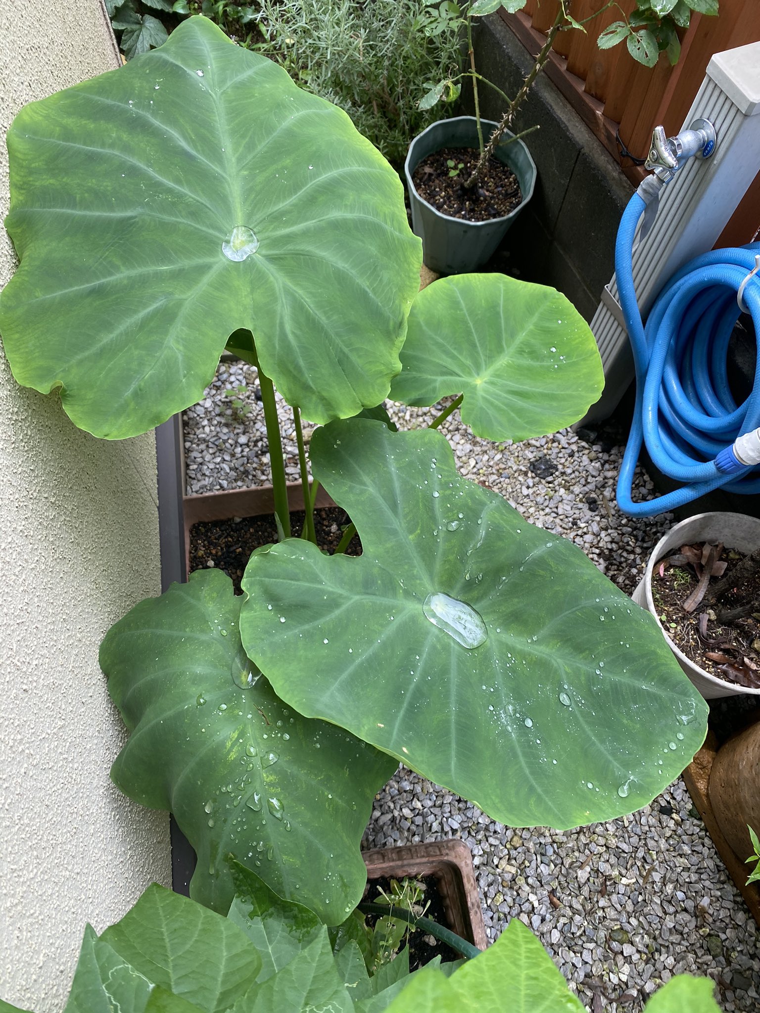 Tenyu Nakamura 里芋 T Co Otjzplf2pk Twitter Tenyu Nakamura 里芋 T Co Otjzplf2pk Twitter