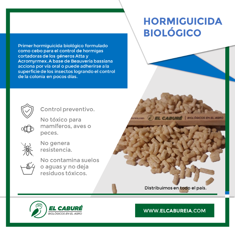 elcabureinsumos's tweet photo. Primer #hormiguicidabiológico formulado como cebo para el control de hormigas cortadoras. A base de #BeauveriaBassiana acciona por vía oral o puede adherirse a la superficie de los insectos logrando el control de la colonia en pocos días
#ElCabureInsumosBio #BiológicosSioSi