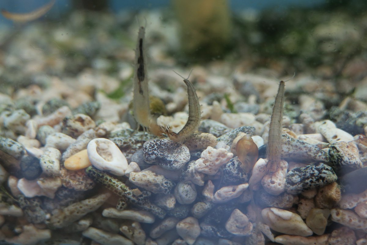 ガムシを展示している水槽で ガムシの幼虫が誕生していました ガムシは大型の水生昆虫で 成虫はアオミドロや水生植物を食べる草食 21 07 05 東区の動植物園 水族館 広島市森林公園こんちゅう館 まいにちを豊かに りっち