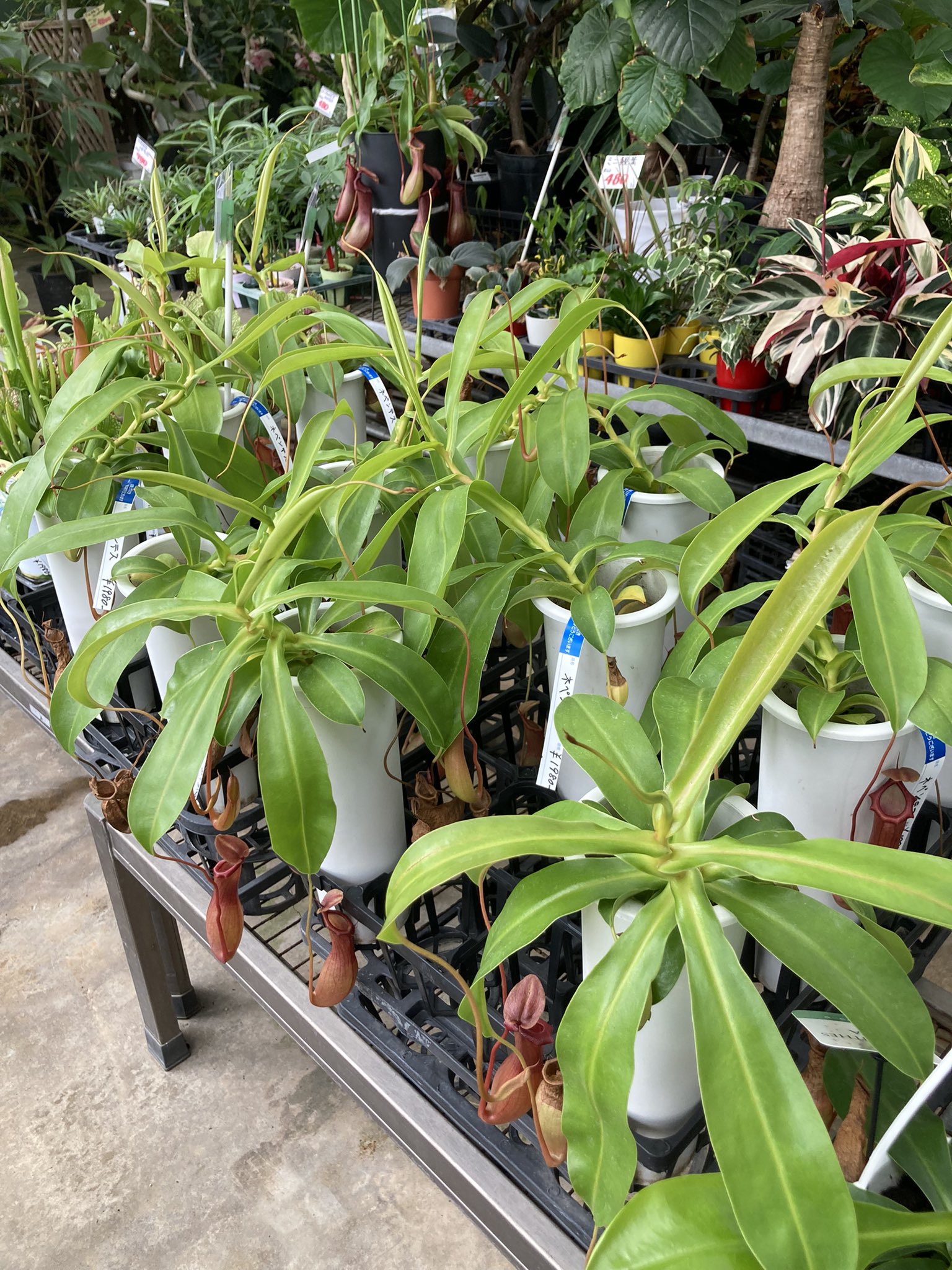 花と緑のグリーンバレイ 食虫植物いろいろ入荷しました ネペンテスアラータ ネペンテスミランダ サラセニア プルプレア サラセニアファンファミー サラセニアフィオナ サラセニアスカーレットベル 虫取りスミレ ハエトリソウなどなど