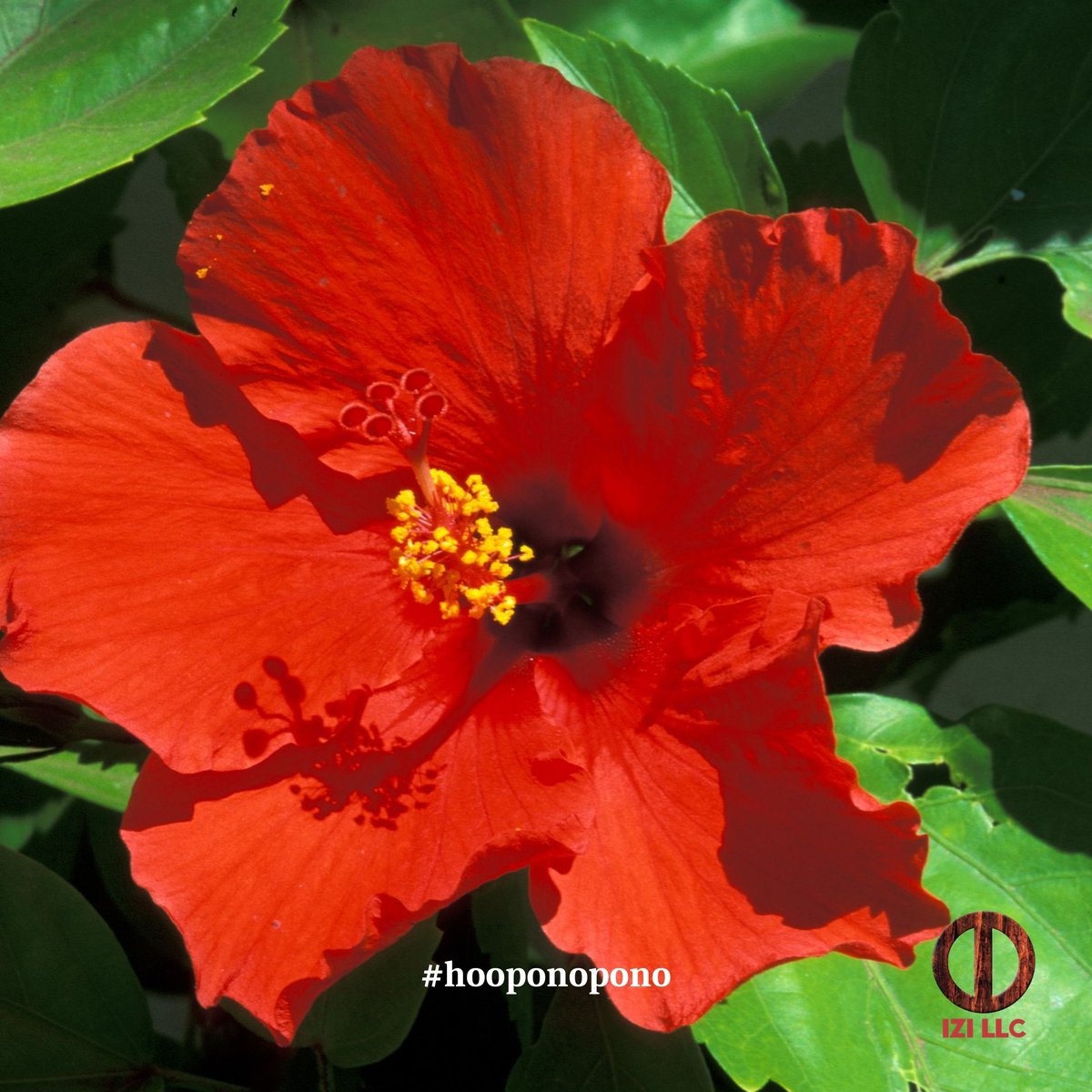 SithAsia's tweet photo. The Conscious Mind connects with the Child, then the Subconscious Mind gathers up all of the related experiences in its memory bank, and then sends that up to the Superconscious Mind.

Ihaleakala Hew Len, Ph. D.

#sith
#hooponopono
#DrHewLen
#Ihaleakala
#poi https://t.co/FebeGIoLEt