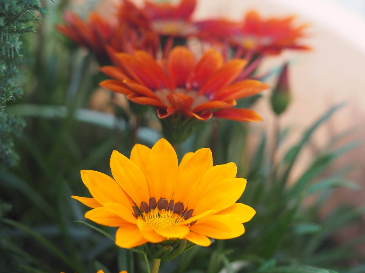 花凛𓂃 𓈒𓏸 21年7月5日 Eiz 花写真 ガザニア 花言葉 貴方を誇りに思う Tlを花でいっぱいにしよう Eiz