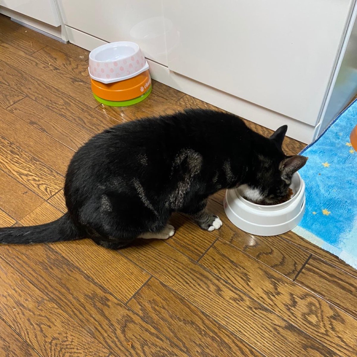 aocchan's tweet photo. 本日早朝、家の近くにいるところを無事に保護しました！
ご心配ご迷惑をおかけし大変申し訳ありませんでした。
そしてご協力いただき言葉にできないほど感謝しております。
本当にありがとうございました！
#迷子猫帰ってきました #新潟市 https://t.co/HjfjxOE5YA