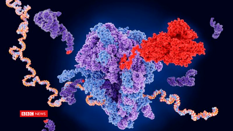 bbcbrasil's tweet photo. Não mexe no DNA nem causa câncer: entenda como a vacina da Pfizer age no corpo https://t.co/DPHjruTK0e https://t.co/b3nlT0MZuL