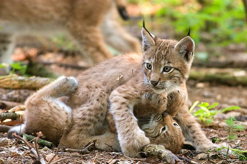 LynxesDaily tweet picture