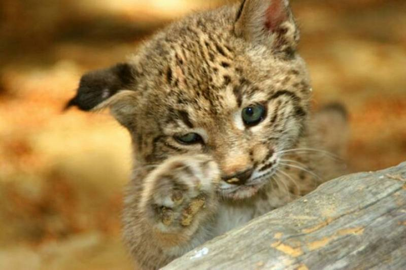LynxesDaily tweet picture
