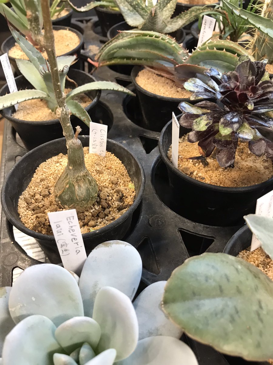 ট ইট র 湘南 寒川の花屋 千秋園 寒川表参道 花屋千秋園です 店内 レンタルスペース ご利用ありがとうございます 珍奇植物即売会 多肉植物寄せ植え ワークショップも開催 レンタルスペース お試し 10 13時 1500円 13 16時 1500円 換気よく開催し