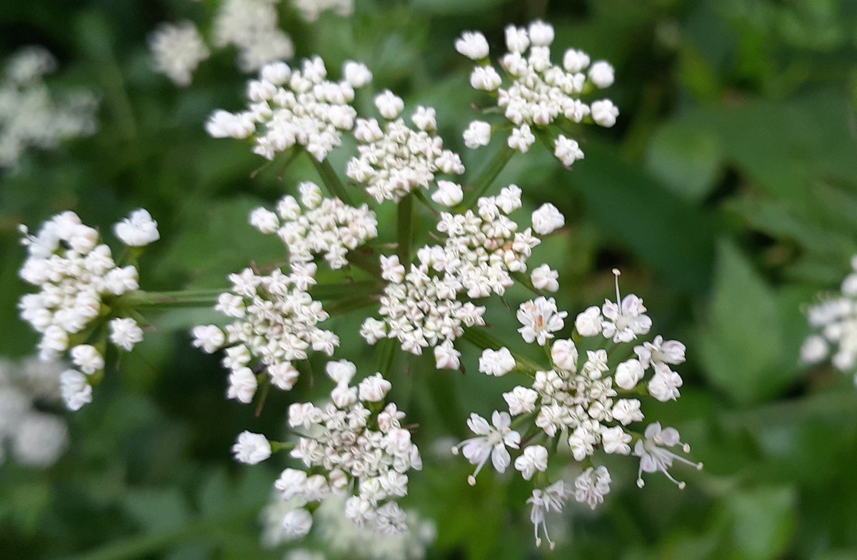Akiri 白い芹の花が咲いています 競り勝ちますように と春の七草の一つにもなっています 大好きな力士さんたちが 土俵の上で競り勝っていけますように セリ 芹 花言葉 競り勝つ 清廉で高潔 Akiri 白い芹の花が咲いています 競り勝ちますように と春の七草の一つにもなっています 大好きな力士さんたちが 土俵の上で競り勝っていけますように セリ 芹 花言葉 競り勝つ 清廉で高潔