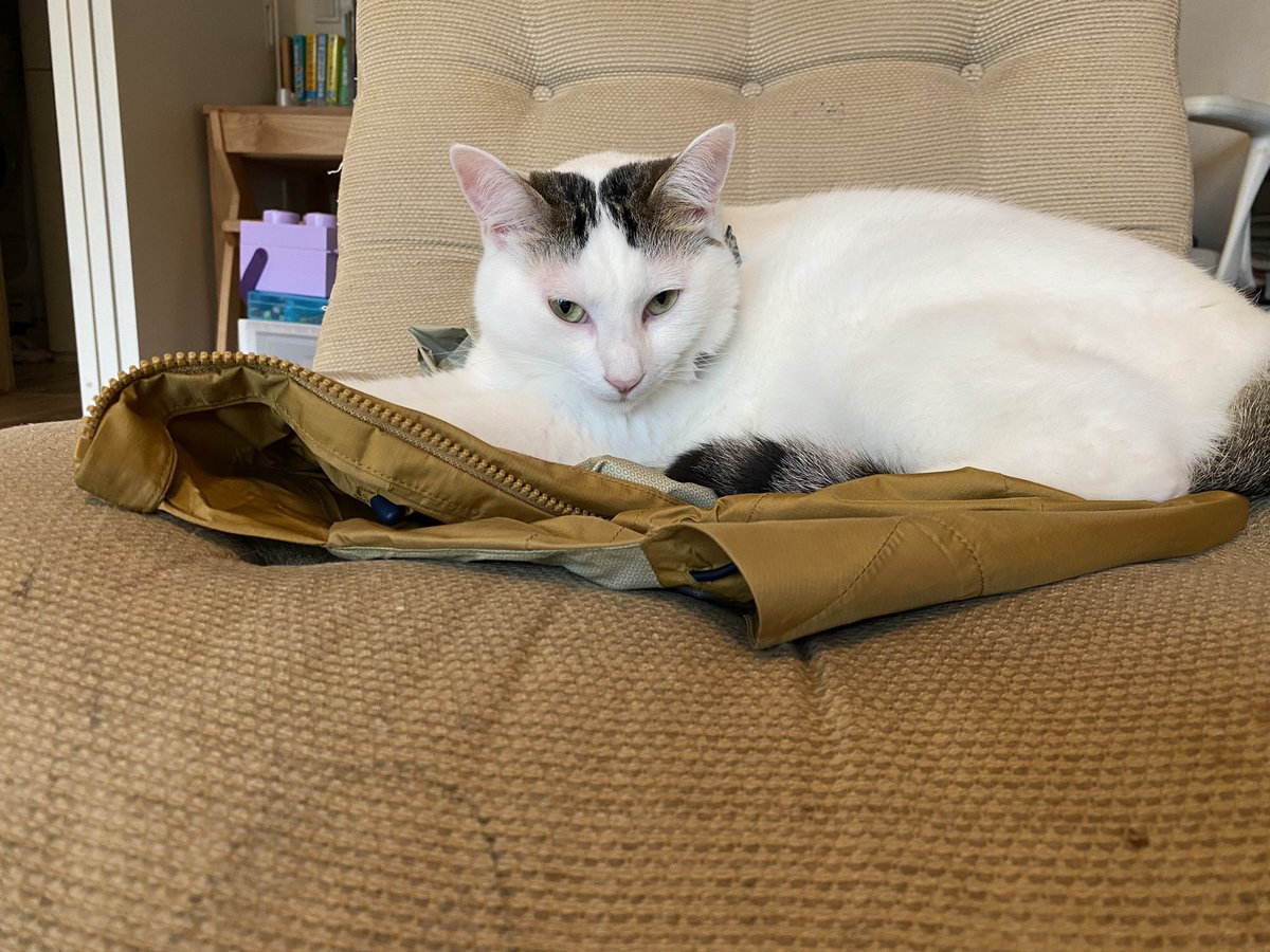 rinmomo_bros's tweet photo. この場所は僕が死守する！先に行くんだ！🐈🐈

（ありがとう！でもそれ私のレインコート😀） https://t.co/PhINI837Hf