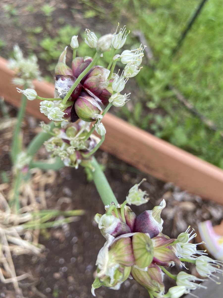 PeoplePraiser's tweet photo. Egyptian Onions aka Walking Onions. A garden clown!  #FlowerReport https://t.co/YEA3qLT7HR