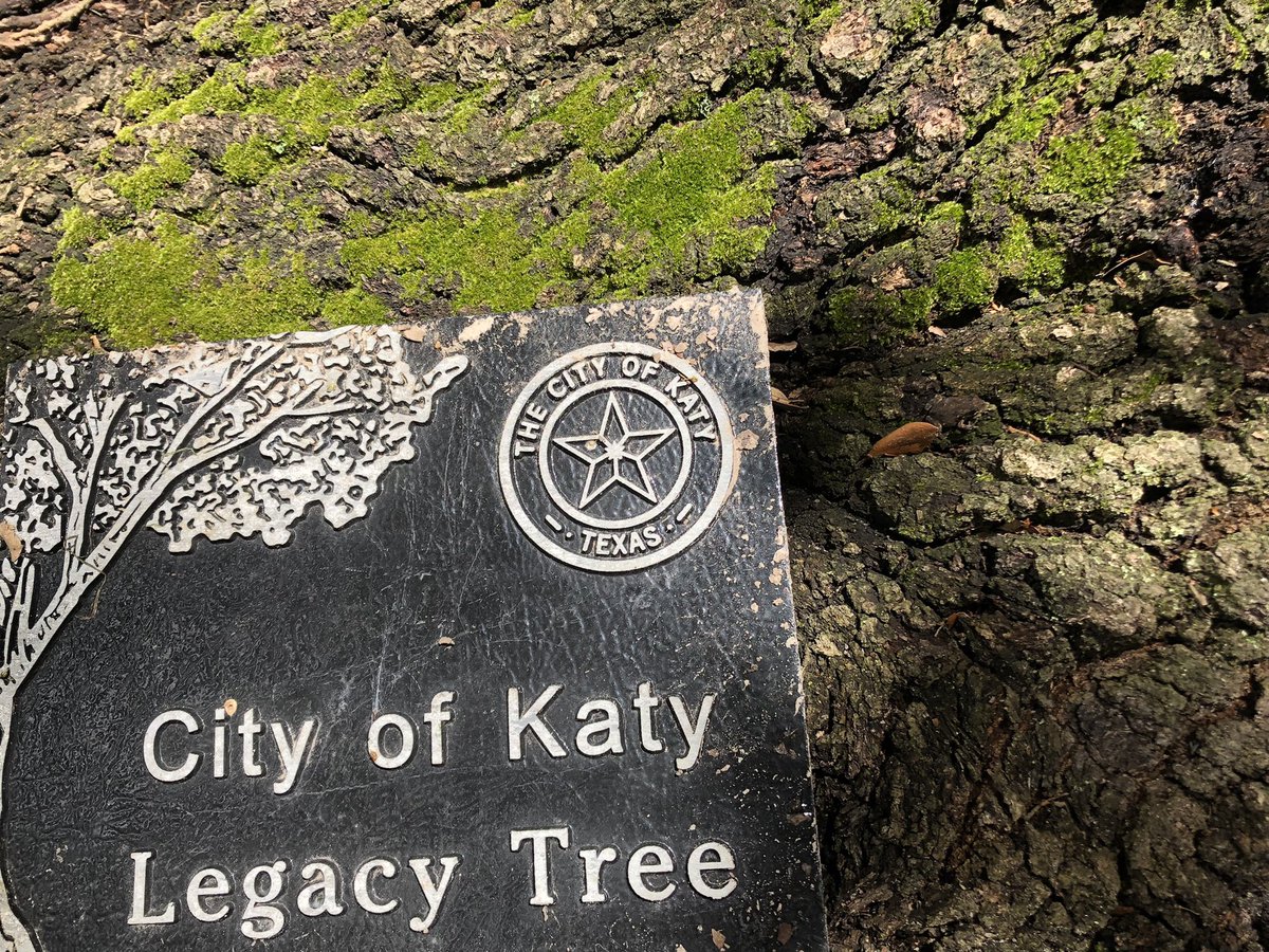ZHEbuzz's tweet image. 20: #Wishtree @kaaauthor @minitreehouse  What would you wish for? Hidden on the trunk of a #liveoak #legacytree as of 4:03 pm 07/04/21 #readingrocks #rockart #katytx #paintedrock #summerreading #wish #bluebonnetbook #red #bongo #community #treeclimbing #rockhunt #tree