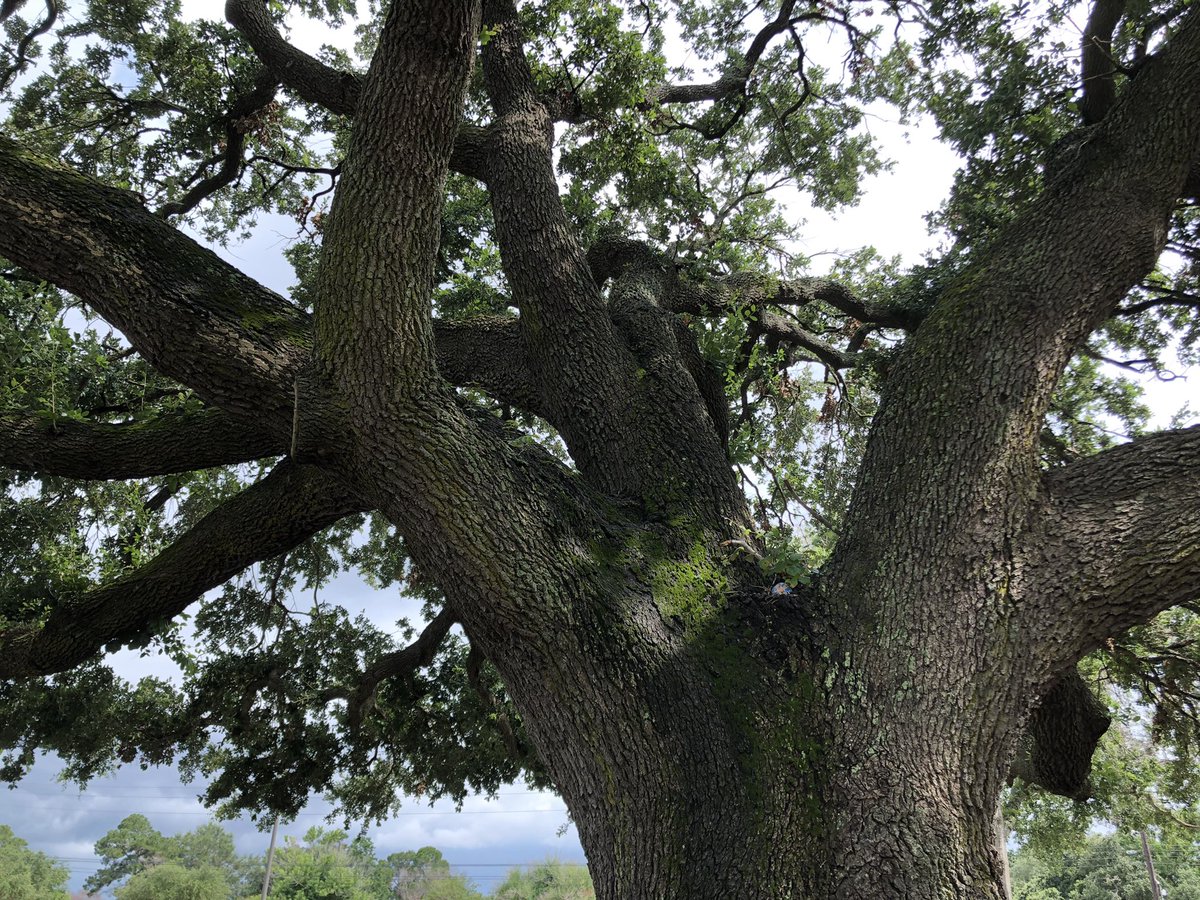 ZHEbuzz's tweet image. 20: #Wishtree @kaaauthor @minitreehouse  What would you wish for? Hidden on the trunk of a #liveoak #legacytree as of 4:03 pm 07/04/21 #readingrocks #rockart #katytx #paintedrock #summerreading #wish #bluebonnetbook #red #bongo #community #treeclimbing #rockhunt #tree