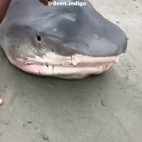 Top Tweets For さめ Instalker