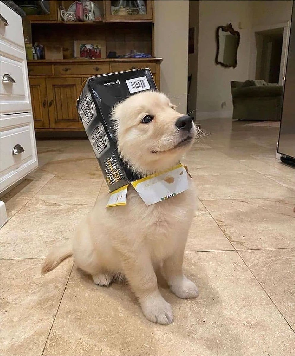 💖 (@twaniimals) on Twitter photo 