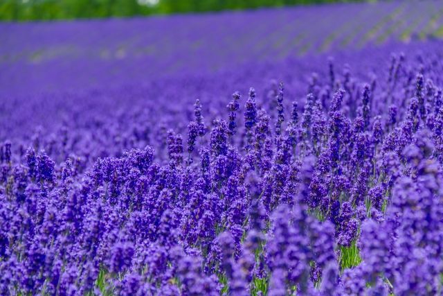 アルビオン Albion 公式 Pa Twitter おはようございます 今日の誕生花は ラベンダー 花言葉は 静寂 です 美しい紫色の花 と優雅な香りを持つハーブの女王 香りがとてもよくリラックス効果がある事から花言葉がうまれたそう 緊張した時や肩の力が抜け