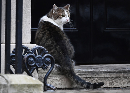 livedoornews's tweet photo. 【わんにゃん】猫が多数派のイギリス官庁街、犬が勢力盛り返す
https://t.co/dgIlYJsfr8

隣接する首相官邸の犬を娘が気に入り、財務相も公邸で犬を飼い始めた。夕刊紙は首相官邸で"内閣ネズミ捕獲長"を務めるラリーが「この事態をどう受け止めるのか」と関係を心配。 https://t.co/hjtEdnn9oU