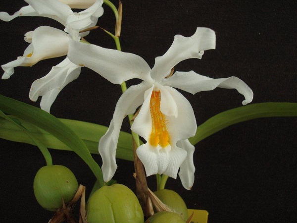 Coelogyne Ficha Técnica Y Cuidados Ficha Técnica conocesobre.com/todosobrejardi… #angraecum #bulbophyllum #cattleyaorchid #coelogynecristata