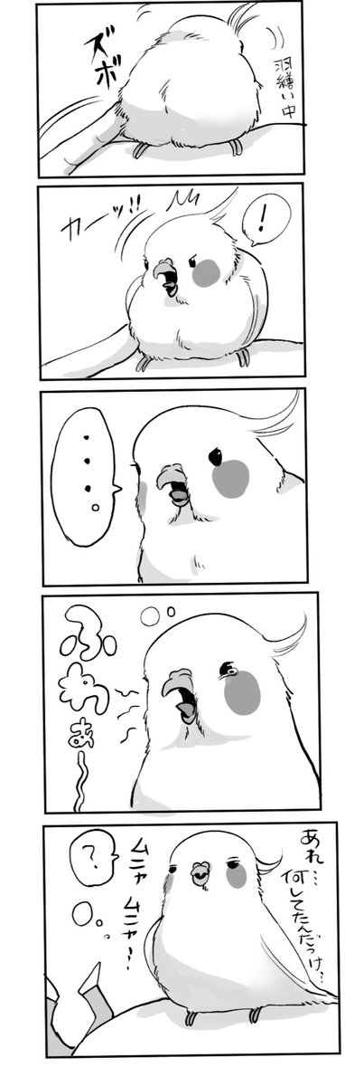 #オカメインコ
#日常漫画 