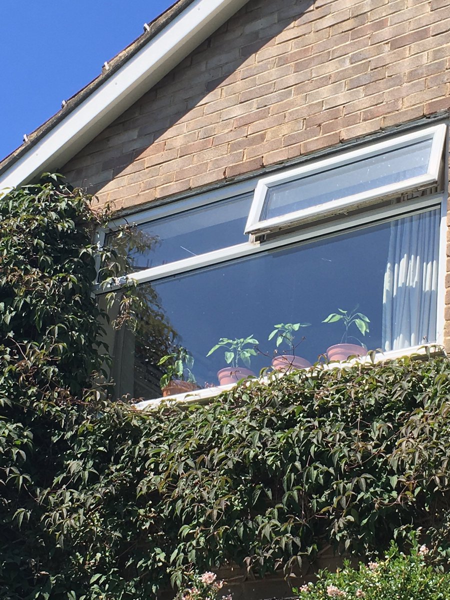 Jan_Lentzos's tweet photo. #WindowsillGardening 😉
🌿🌿🌿🌿🌿🌿🌿🌿🌿🌿
#PlantsGrowing #OnMyWindowsills #SweetRedPepper #SweetBasil #GrowYourOwn #EatYourOwn #HomeGrown #Peppers #Basil #MyWindowsill #Plants #GrowingIndoors #AtNaturesPace #PlantToPlate #Pesto #RedHornPepper #Stuffed #CreamCheese  #PineNuts https://t.co/bK5dxyntew