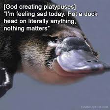 PlatypusToken's tweet photo. @DjPrestigeUk @ShibainuCoin @FEGtoken @CumRocketCrypto @crypto_blkbeard @ugliestduck @crypto_blkbeard @WholesomeMeme @Memeulous @cryptomemecoins @pepe_community @memecoinmills https://t.co/OhWM5Z6ASm