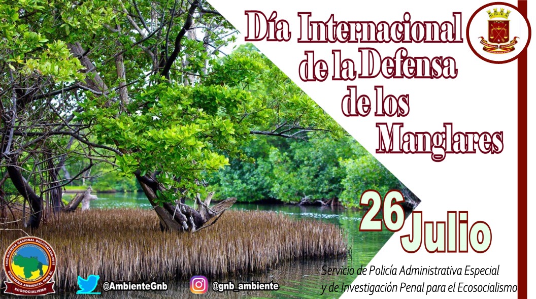 #26Jul Hoy desde la @AmbienteGnb y sus Coordinaciones Estadales celebramos el Día Internacional del Manglar. En esta fecha pretendemos concientizar a la población mundial sobre la importancia de la conservación del medio ambiente manglar. V ObjetivoPlandelaPatria @cmdtegralgnb