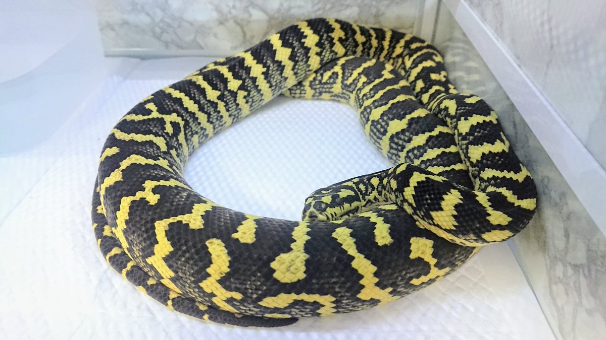 wanted_to_pet's tweet photo. おはようございます☀️
今日で、れお🐍をお迎えして1年🎉
脱皮中なので体重測定はまた今度。
性格はまだまだ臆病…でも飛んではこないから、よしとしよう👍
性別はまだ不明…フルアダルトになって、性格が落ち着いたらやってみようかな~🤔
#ジャングルカーペットパイソン
#EndlessZone https://t.co/n0mprIVuio