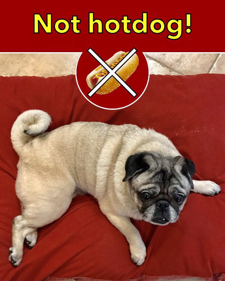 MaggieMiloPugs's tweet photo. Make sure itโs really a hot dog youโre about to eat, @JoeyJaws!
#NathansHotDogEatingContest #pug #NotHotDog @SiliconHBO #HotDog
https://t.co/pQ2dH7c6tR https://t.co/AQ3XgerHKu