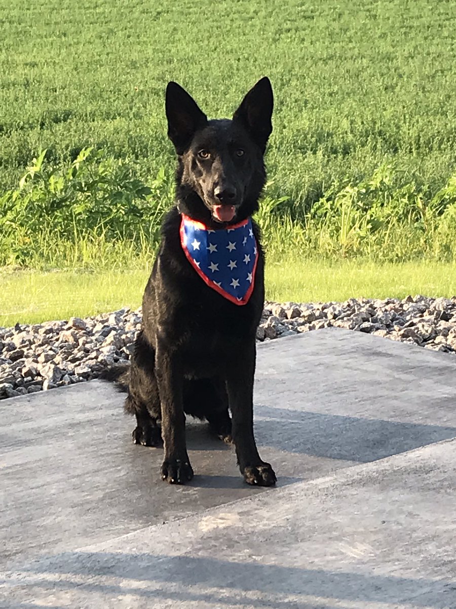 Allan Weeman tweet media