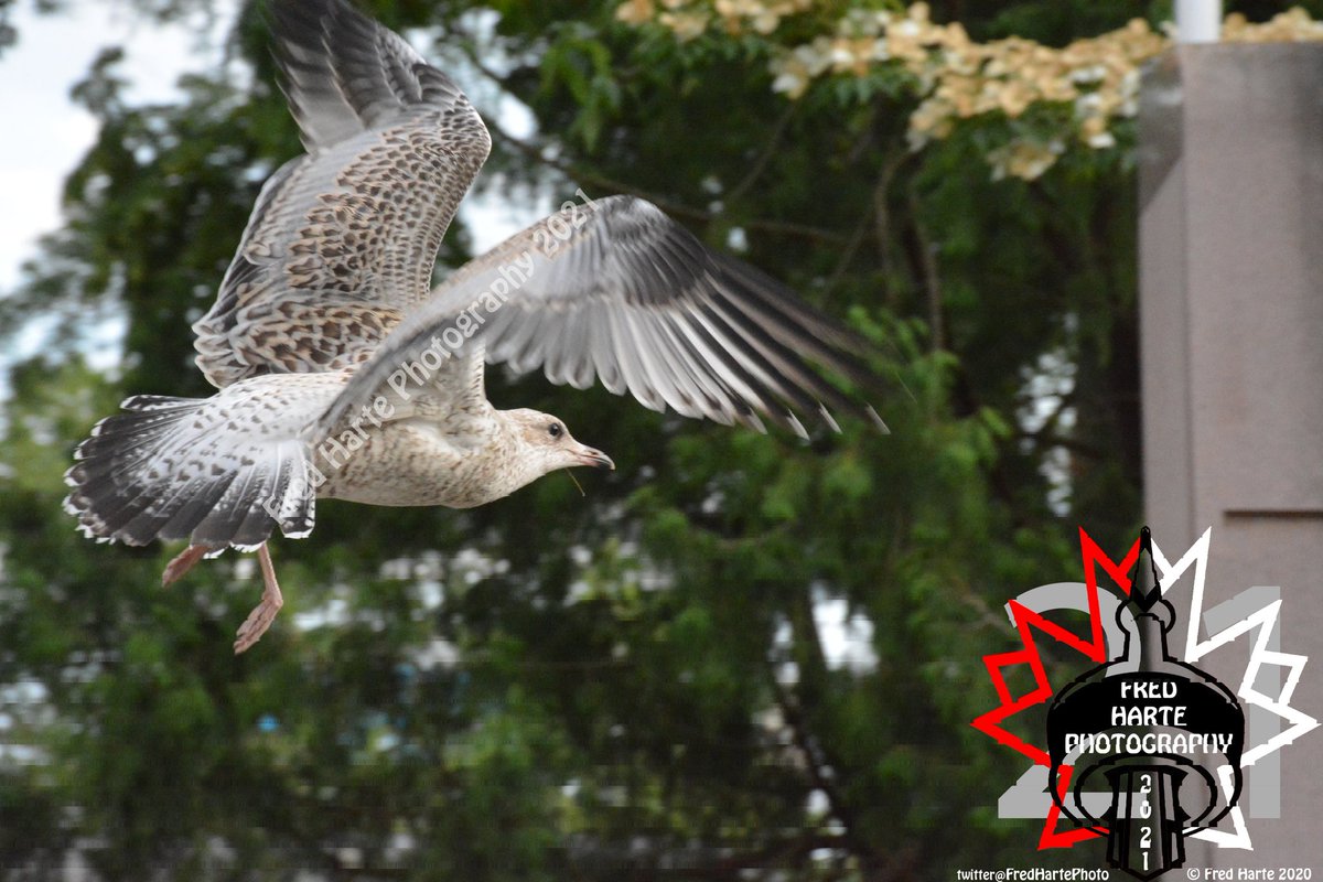 Been a long time since I've taken a photo since everything going on in the world. I've missed this more than you can believe. This is just the beginning #FredHartePhotos