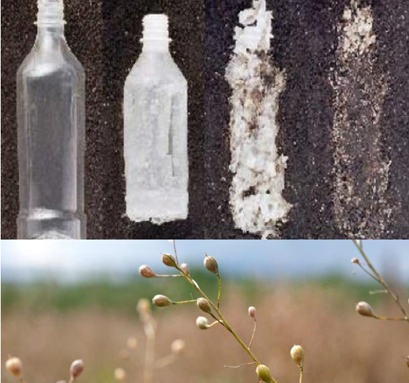 Desarrollan con éxito planta transgénica que produce bioplástico natural y degradable bit.ly/3vBXlQi