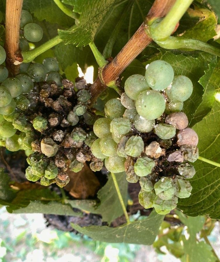 BrockDean12's tweet photo. Great example of Botrytis in a grape trial. https://t.co/yVOXJ3ltn1