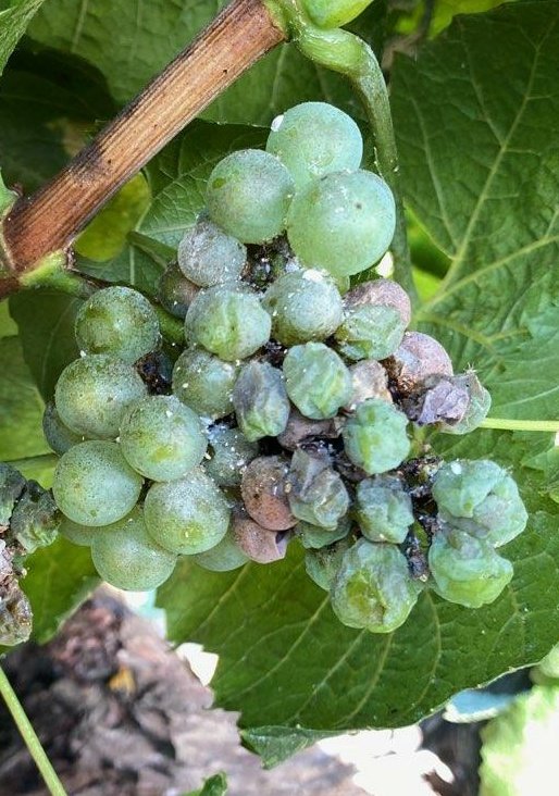 BrockDean12's tweet photo. Great example of Botrytis in a grape trial. https://t.co/yVOXJ3ltn1