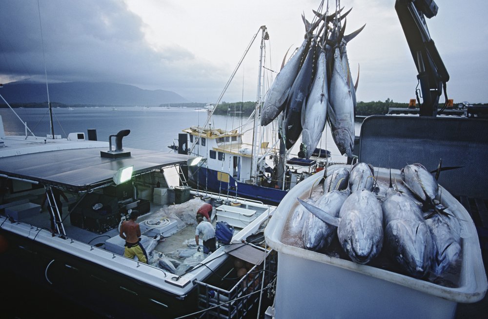 UNSW Science (@unswscience) on Twitter photo Is there really no such thing as sustainable fishing?🎣
Listen to <a href="/UNSW/">UNSW</a> Science's Professor Iain Suthers, a biological oceanographer at @SydneyMarine, give the Australian view on the stories behind the Netflix documentary <a href="/seaspiracy/">seaspiracy</a> on <a href="/BoilingPointFM/">Boiling Point</a>.
eastsidefm.org/podcast/seaspi… Is there really no such thing as sustainable fishing?🎣
Listen to <a href="/UNSW/">UNSW</a> Science's Professor Iain Suthers, a biological oceanographer at @SydneyMarine, give the Australian view on the stories behind the Netflix documentary <a href="/seaspiracy/">seaspiracy</a> on <a href="/BoilingPointFM/">Boiling Point</a>.
eastsidefm.org/podcast/seaspi…