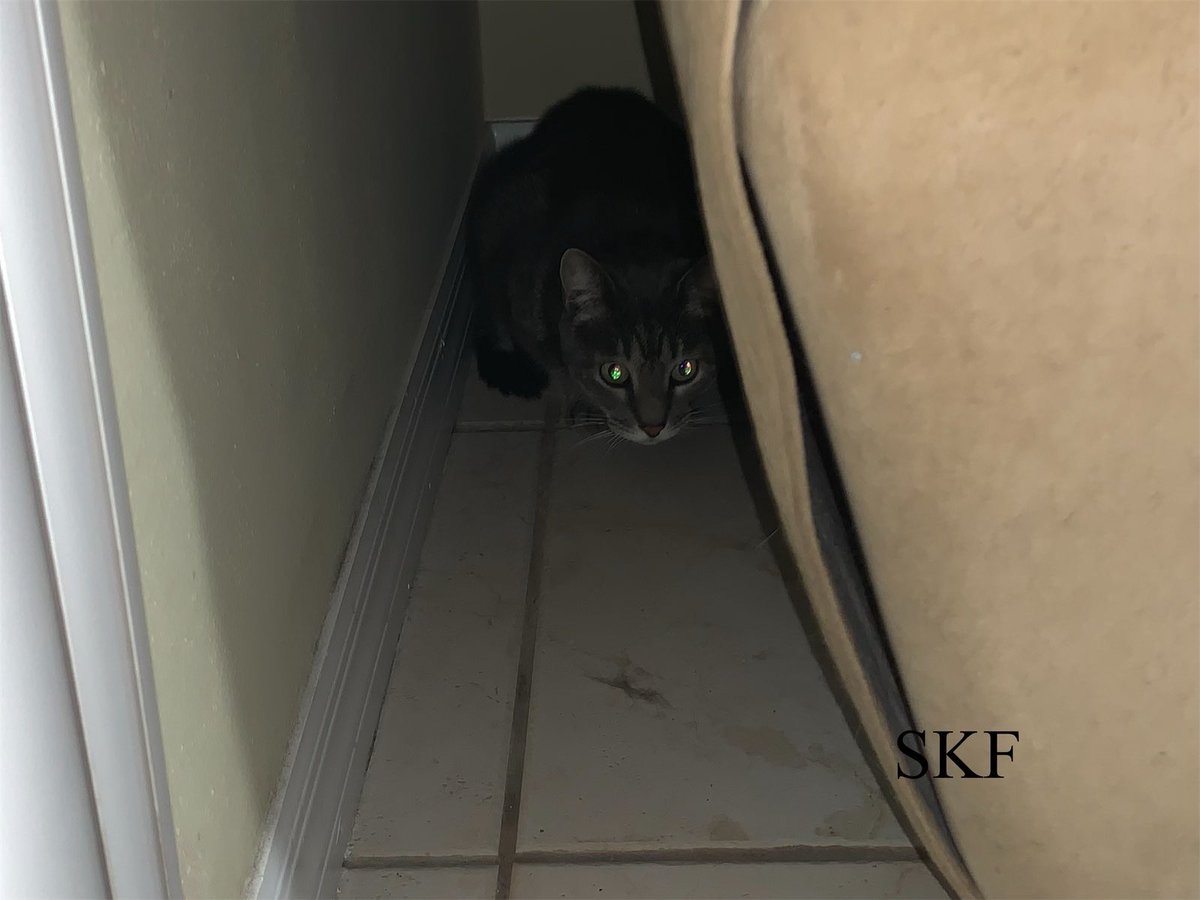 SkittlesFriends's tweet photo. The Big Guy: Well World War Three has started in our neighborhood, with all of the #fourthofjuly2021 fireworks 😿💥
It has a dramatic and terrifying effect on Our Rescue Cats, 😿
They wouldn’t even come out for their evening treats 🙀
#ScaredCats 💔
#CatsOfTwitter 🐾 https://t.co/AkgMloQjFU
