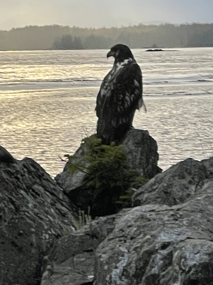Brettcole1981's tweet photo. Found this gem in Sitka this weekend…Happy 4th of July!! https://t.co/GCm0X0cmEm