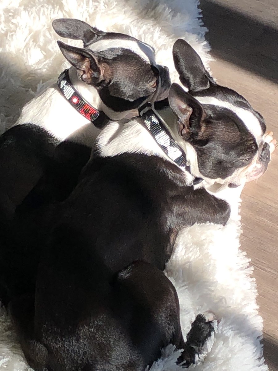 DrPalmquist's tweet photo. Having someone to hold makes life less scary. #fireworksfear #dogsoftwitter #family https://t.co/0XDYhQhnF3