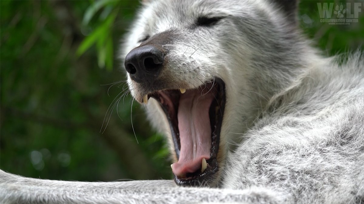 nywolforg's tweet photo. Good morning! https://t.co/M5Yo71Tjfs