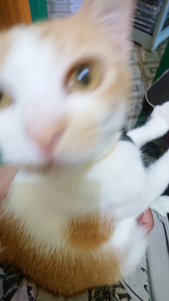meoliberfamilia's tweet photo. Bwaaaa!! 🙀😹💖
New Video Update! 
💟https://t.co/YECBaBa0rN
@catsofinstagram

#CatsOfTwitter #SUNSOK #USOK #MEOLIBERFAMILIA #MEOLIBER #猫の日 #CAT #KITTEN #catlovers  #catlife #kucing  #ねこ #カエル #子猫 #CuteCat #YouTube #ねこより #kittens #cats #Caturday https://t.co/wSWEaakJso