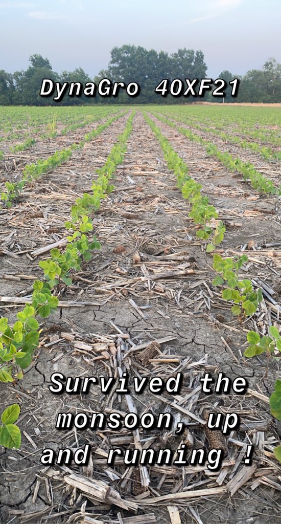These beans were planted 3 days before our end of June monsoon here in North Central Missouri! Loving these new XtendFlex genetics! Excited to see them roll through the combine this fall! <a href="/DynaGroSeed/">Dyna-Gro Seed</a> #leadingthefield #flexxability